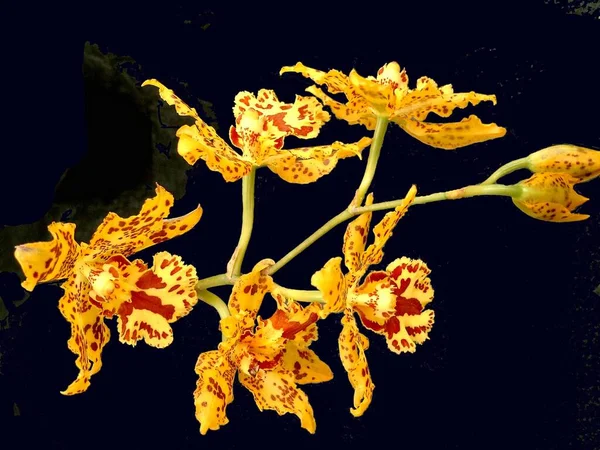 Весняні Квіти Орхідей Цвітуть — стокове фото