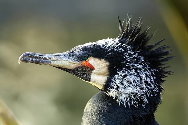 Vacker Utsikt Över Vackra Skarv Fågel Naturen — Stockfoto