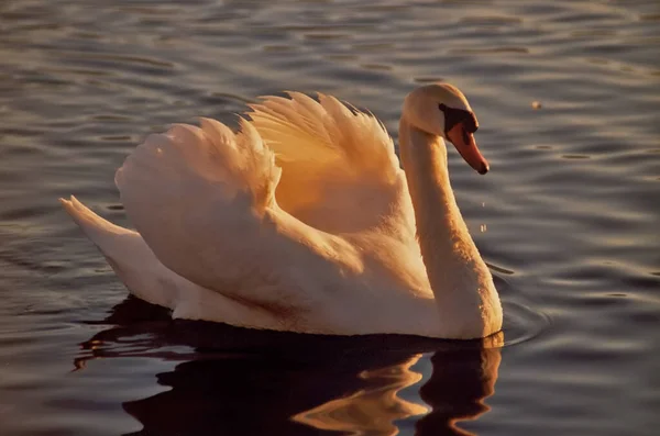 Cisne Lago — Foto de Stock