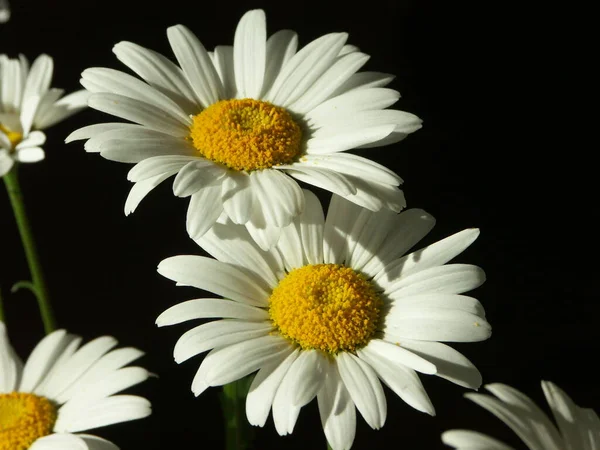 Schöne Blumen Blumiges Konzept Hintergrund — Stockfoto