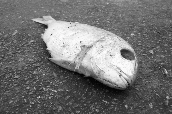Ασπρόμαυρη Φωτογραφία Νεκρού Ψαριού — Φωτογραφία Αρχείου