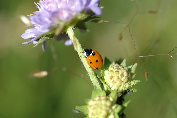 Vista Cerca Lindo Insecto Mariquita — Foto de Stock