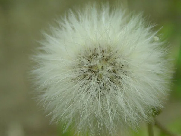 Lamentablemente Saben Que Una Flor —  Fotos de Stock