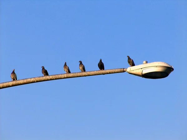 Vue Panoramique Sur Les Pigeons — Photo