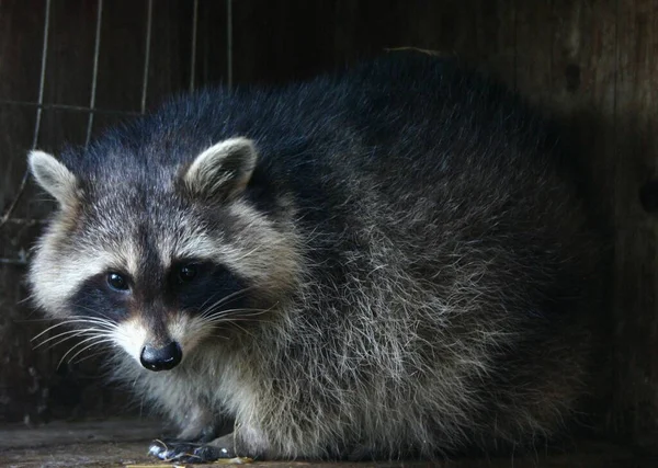 Deze Kleine Man Werd Zwaar Mishandeld Door Mensen Gewond Één — Stockfoto