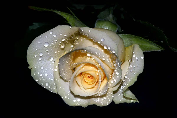 Пелюстки Троянд Флора — стокове фото