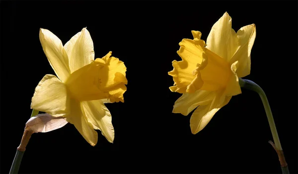 Nergis Narcissus Çiçek Yaprakları — Stok fotoğraf