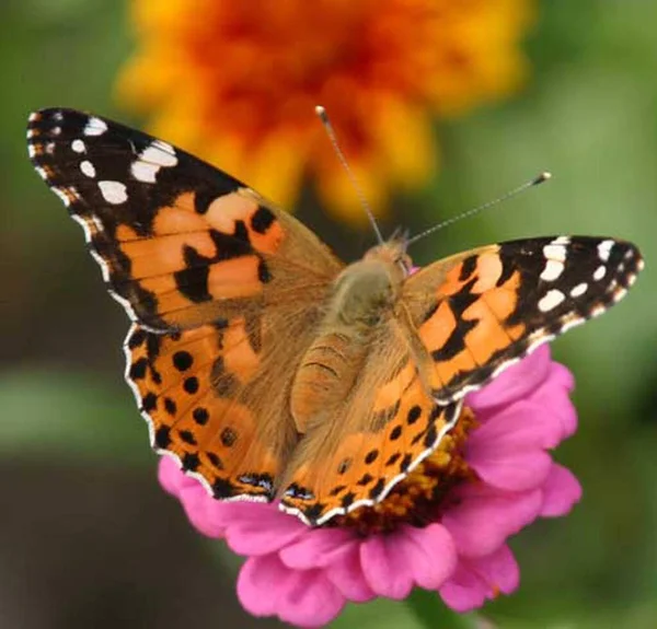 Primer Plano Mariposa Exótica Concepto Salvajismo — Foto de Stock