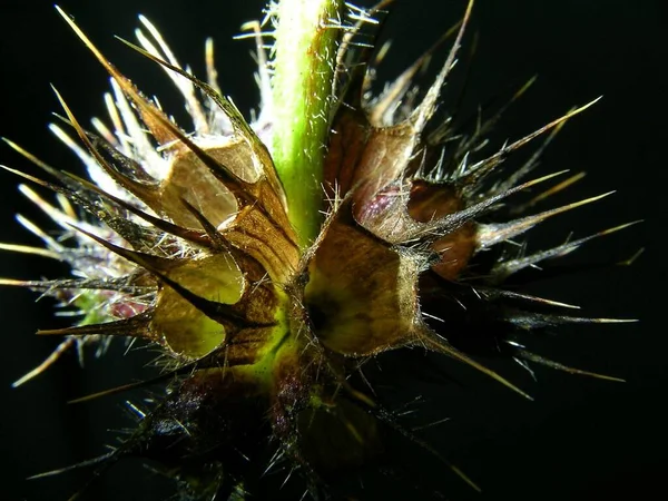 Planta Tropical Flora Botánica Cactus — Foto de Stock