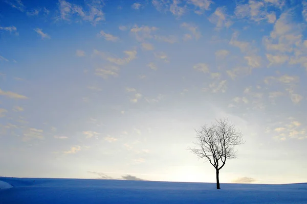 Árvore Solitária Fundo Céu Azul — Fotografia de Stock