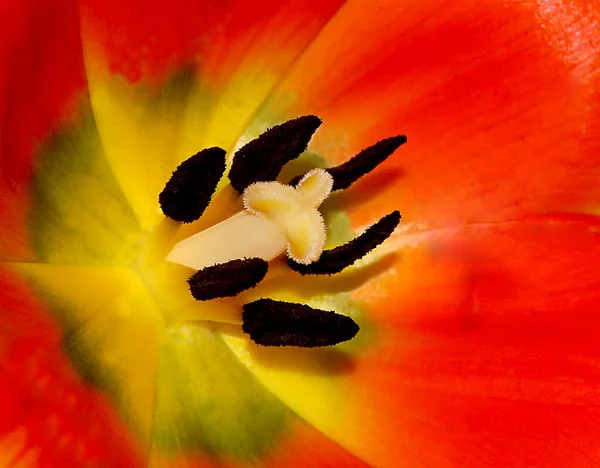 Printemps Flore Feuillage Fleurs Tulipes Pétales — Photo