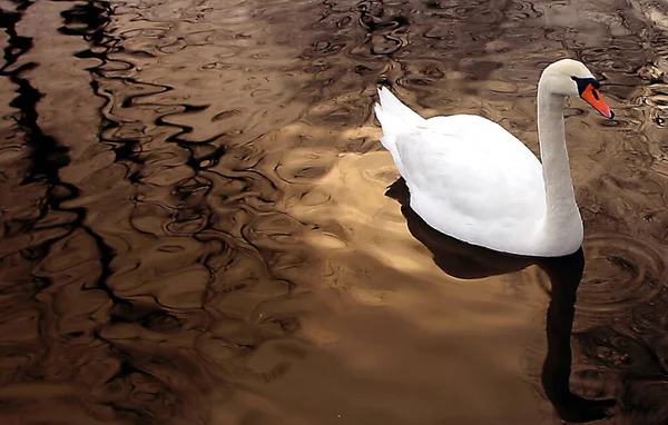 Vista Aswanscenic Cisne Majestoso Natureza — Fotografia de Stock