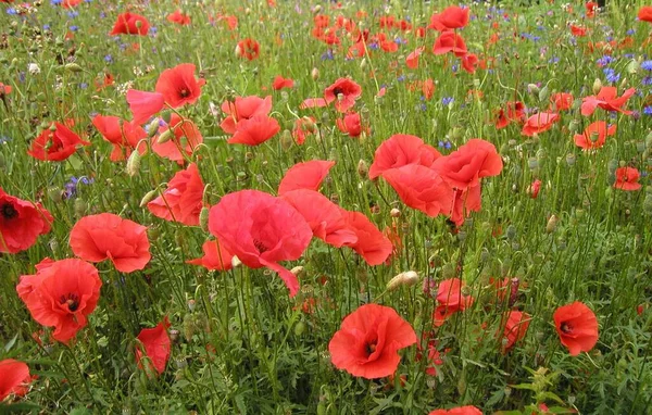 Kwiat Letni Płatki Maku Flora — Zdjęcie stockowe