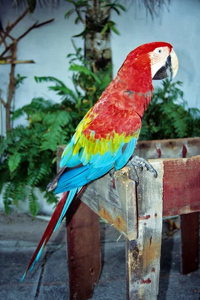 Γραφική Θέα Του Όμορφου Παπαγάλου Στη Φύση — Φωτογραφία Αρχείου