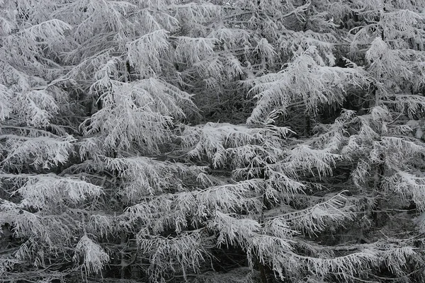 Ein Bild Aus Dem Auto Auf Einen Verschneiten Fichtenwald — Stockfoto