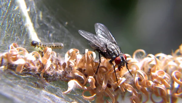 Close Van Een Insect Wilde Natuur — Stockfoto