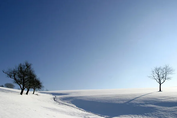 Voglio Solo Mostrare Quanto Siano Vicini Gli Alberi Con Cui — Foto Stock