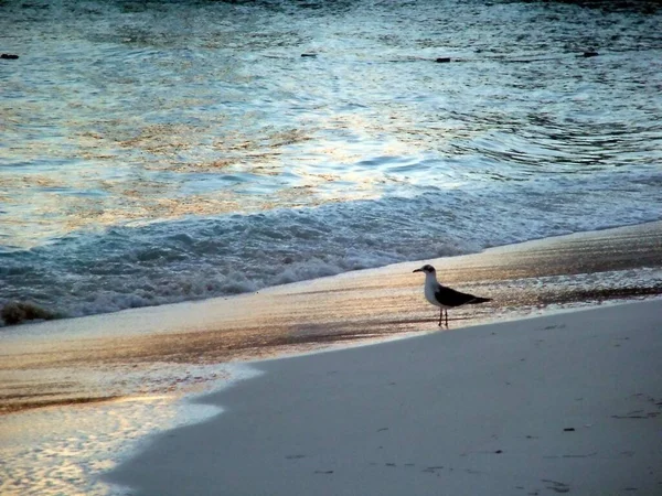 Παραλία Σκηνή Φυσικό Νερό — Φωτογραφία Αρχείου