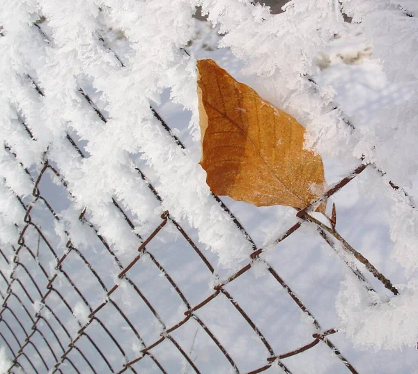 Vista Uma Cena Inverno — Fotografia de Stock