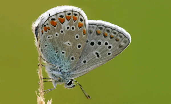 Gros Plan Bug Nature Sauvage — Photo