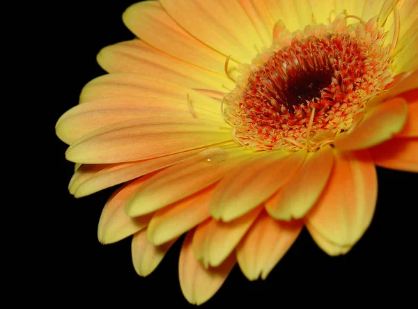 Gerbera Çiçek Yaprakları Flora — Stok fotoğraf