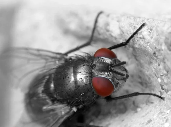 Des Expériences Été Dernier Avec Macro Encore Neuve Mon Canon — Photo