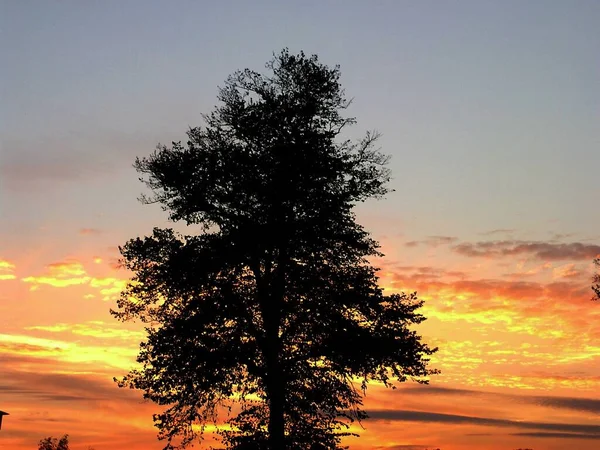 Silhouette Eines Baumes Mit Sonnenuntergang — Stockfoto