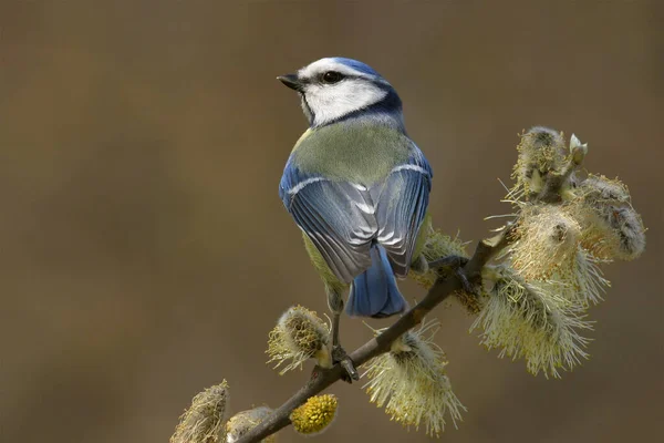 Aussichtsreiche Aussicht Auf Schöne Vögel Der Natur — Stockfoto