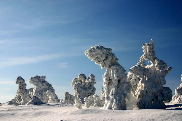 Takhle Vypadají Stromy Brockenu Zimě Únor 2005 — Stock fotografie