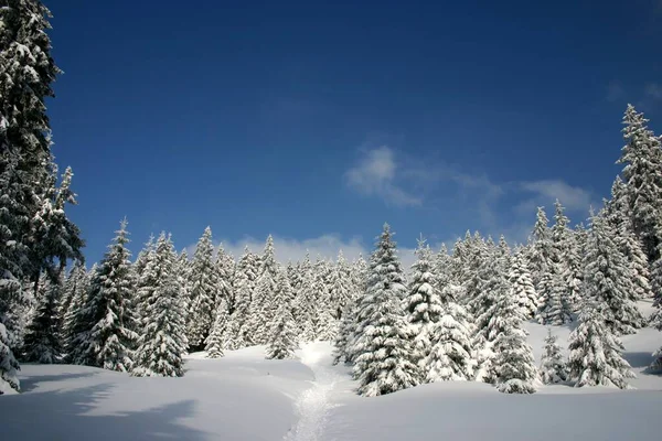 冬季森林 积雪覆盖的树木 — 图库照片