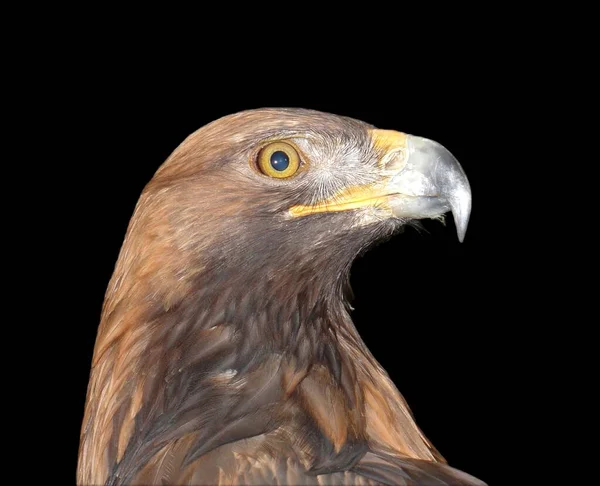 Мальовничий Вид Величний Золотий Орел Дикій Природі — стокове фото