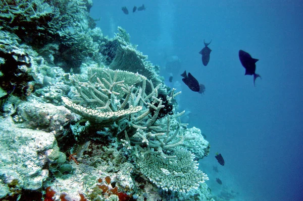 Coral Reef Deep Sea Water — Stock Photo, Image