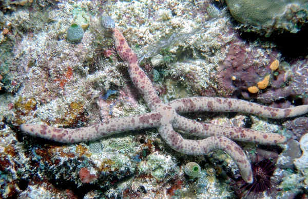 Marinheiro Estrelado Criatura Aquática — Fotografia de Stock