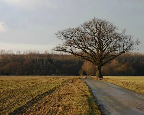 Herbstlandschaft Mit Bäumen Und Straße — Stockfoto