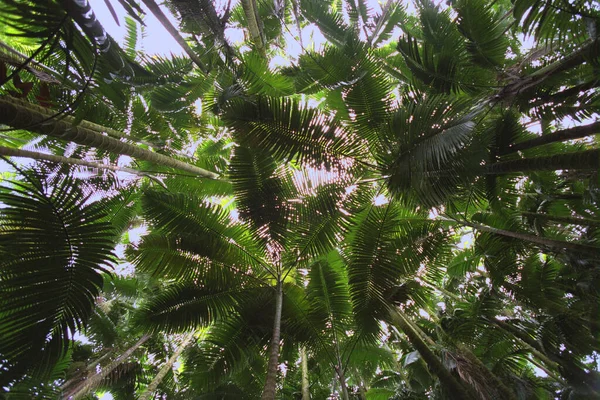 野生の森の植物の風景 — ストック写真