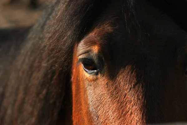 Roztomilý Kůň Divoké Přírodě — Stock fotografie