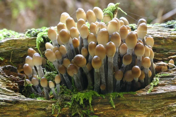 Cultivo Hongos Flora Botánica Hongos — Foto de Stock