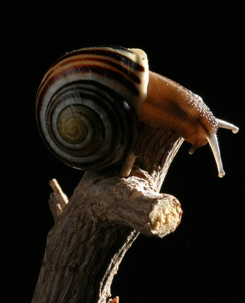 Helisa Mięczak Ślimakowy Zwierzę Skorupie — Zdjęcie stockowe