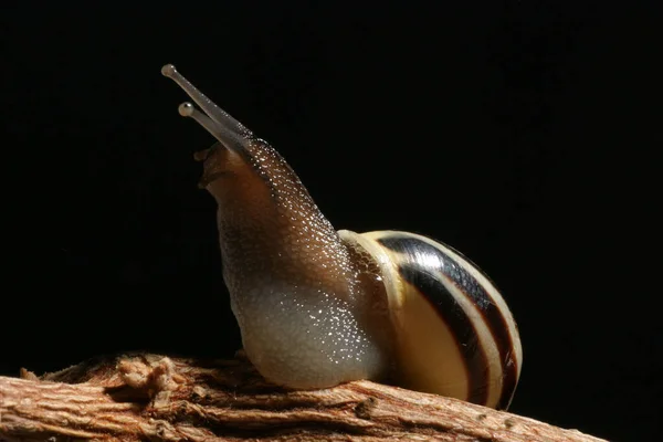 らせん状カタツムリ軟体動物 — ストック写真