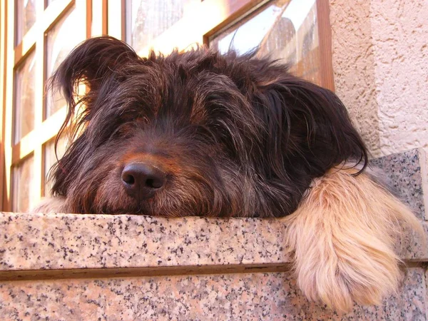 Hoje Quando Cheguei Casa Nosso Cão Estava Deitado Entediado Nas — Fotografia de Stock