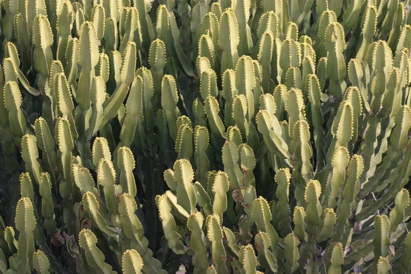 Planta Tropical Flora Botánica Cactus — Foto de Stock