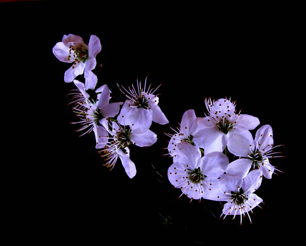 Fleurs Cerisier Sur Arbre — Photo