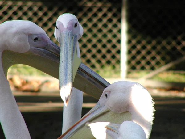 Pelikan Pelecanus Onocrotalus Einzelvogel Zoo — Stockfoto