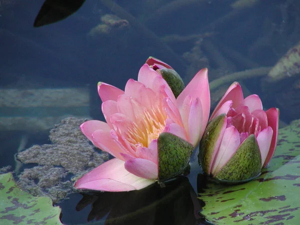 Вид Крупным Планом Красивую Водяную Лилию — стоковое фото