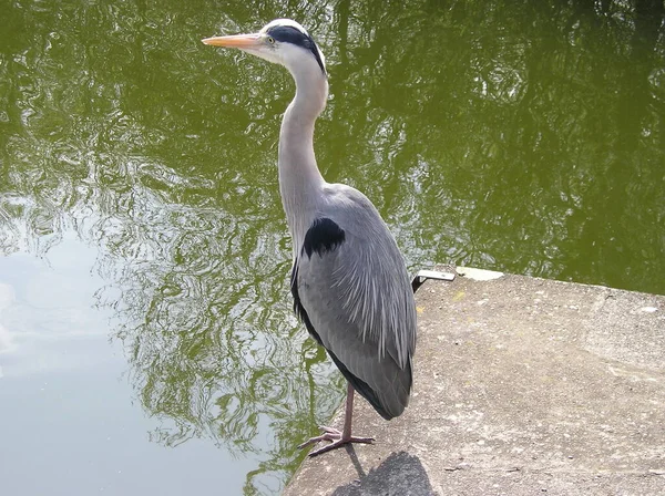 Grande Aigrette Dans Les Everglades Florida — Photo