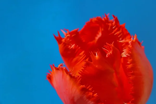 Vue Panoramique Belles Fleurs Tulipes — Photo