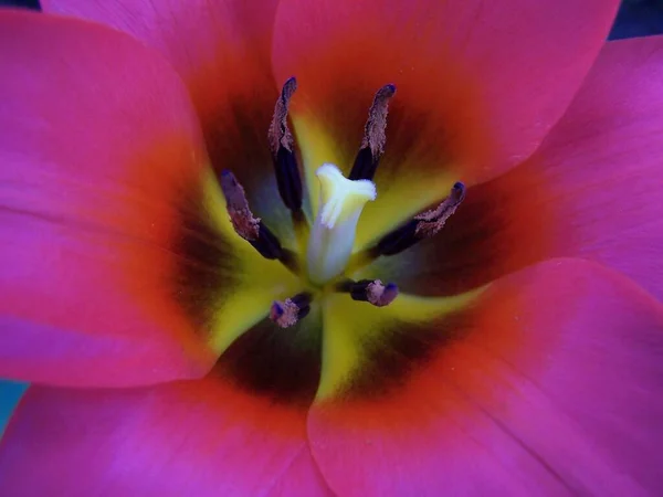Malebný Pohled Krásné Tulipánové Květy — Stock fotografie
