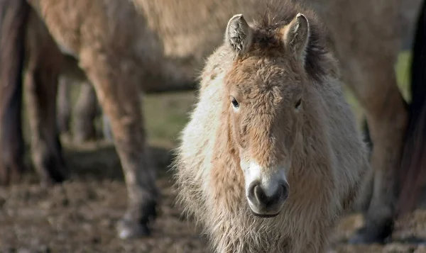 Landleben Selektiver Fokus — Stockfoto