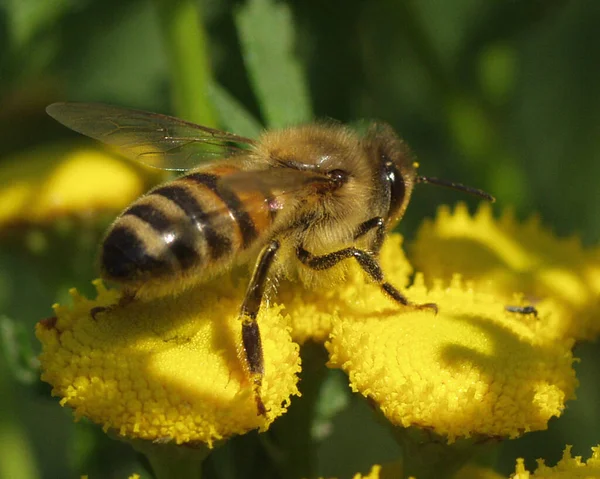 Closeup View Insect Nature — Stock Photo, Image