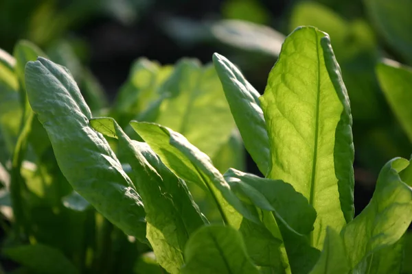 Scenic View Agriculture Selective Focus — Stock Photo, Image